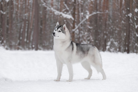 Elegant gray and white Husky with dense fur and bright eyes stands on snowy trail in forest, symbol...