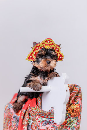Fluffy Yorkshire Terrier puppy photographed indoors on white wooden rocking horse wrapped in ornate red scarf, dressed in handmade red kokoshnik decorated with pearls and gold acceの写真素材