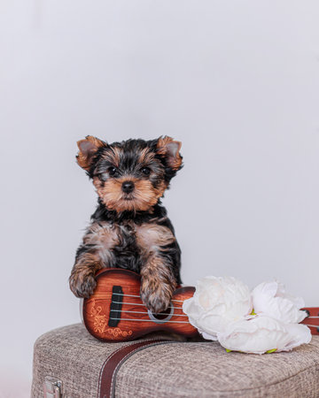 Tiny Yorkshire terrier puppy sitting upright with paws on miniature wooden ukulele decorated with...