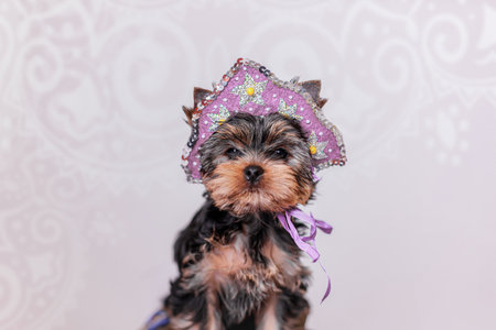 Fluffy Yorkshire Terrier puppy captured in detailed studio portrait, dressed in sparkling lilac kokoshnik headpiece decorated with sequins and small pearls, isolated soft pink backの写真素材