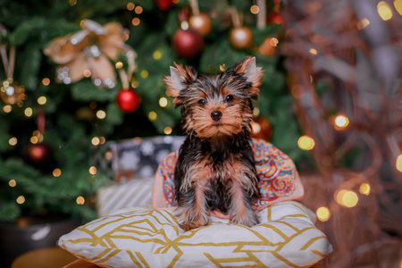 Fluffy Yorkshire Terrier puppy posing near Christmas tree with decorative golden and red balls, wearing bright patterned fabric, illuminated cozy indoor background with soft lightsの写真素材