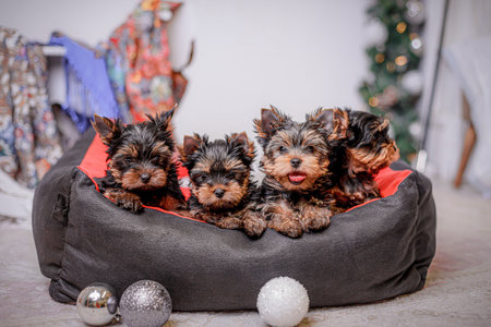 Group of four Yorkshire Terrier puppies cuddling in soft pet bed, surrounded by holiday decorations and colorful scarves, photographed indoors under festive light.の写真素材