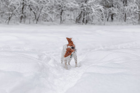 Close-up of active Brittany Spaniel shaking snow after running through thick winter snowdrifts. Snowy forest background with frosted branches adds natural atmosphere.の写真素材