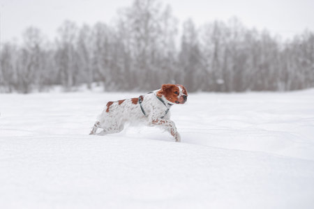 Energetic Brittany Spaniel dog running fast through deep white snow in open winter landscape, focused and alert expression, dynamic motionの写真素材