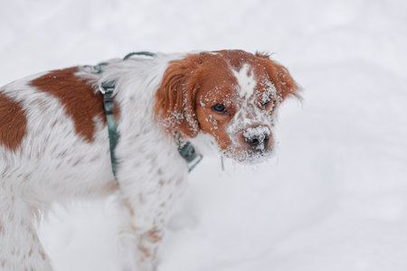 Close-up of Brittany Spaniel dog with snow on face and fur, looking seriously at camera outdoors in white snowy landscape during winter dayの写真素材