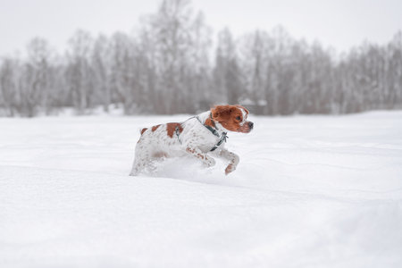 Brown and white Brittany Spaniel dog jumping energetically through fresh deep snow in open landscape, full of movement and expressionの写真素材