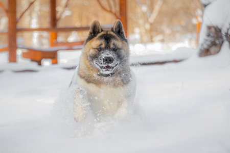Energetic Akita charging forward through deep snow, fur sparkling in sunlight, snowflakes scattering around, dynamic winter action.の写真素材