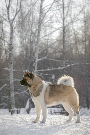 Full-body side view of Akita dog with curled tail and thick fur in winter forest, sunlight shining through trees, snow sparkling around, showing strength and calmness.の写真素材