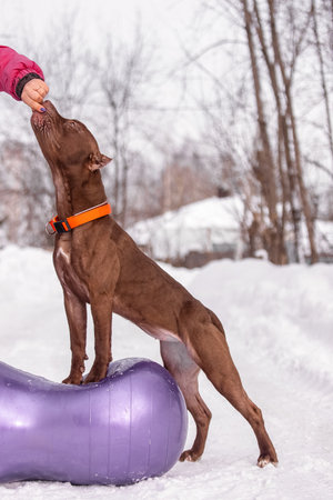 Muscular brown dog pitbull  with orange collar performing balance exercise on purple fitness ball in snowy park under handlerâs guidance, focused on reward and posture.の写真素材