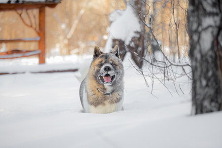 Akita surrounded by snowy forest, face covered in frost crystals, tail curled, fur reflecting sunlight, joyful and strong expression.の写真素材