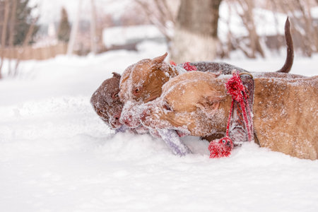 Close-up of three strong dogs pitbull playing tug of war with purple puller toy amid thick snow. Red collars and snow-covered faces highlight teamwork, focus, and animal strength. Excellent for pet activity and winter sport concepts.の写真素材
