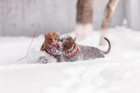 Energetic brown and red pitbull dogs wrestling and rolling through white snow, covered in frost, showing energy, strength, and playful competition in cold outdoor conditions.の写真素材