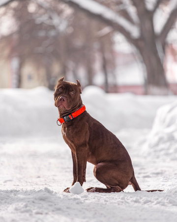 Calm brown dog with cropped ears and orange collar sitting on white snow-covered path. Soft light and blurred background create depth. Perfect for pet portrait, winter lifestyle, and outdoor domestic animal themes.の写真素材
