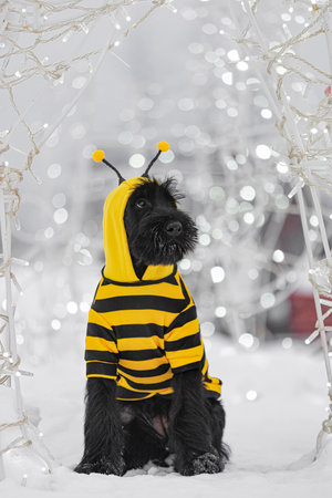 Black Terrier puppy wearing bee outfit sitting among festive winter lights. Dog dressed as bee sits surrounded by glowing fairy lights on snow, creating cozy festive winterの写真素材