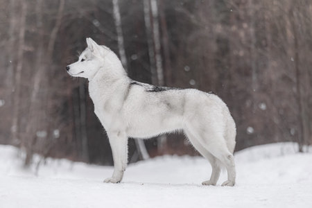 Bright white Husky with light gray markings stands proudly in snow, body stretched in perfect profile against dark forest backgroundの写真素材