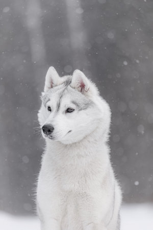 Portrait of husky with thick fur coat glancing to side, soft snowflakes falling around, calm posture in cold snowy landscape, overcast daylightの写真素材