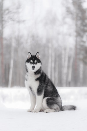 Elegant black and white Husky with dense fur sitting calmly on white snow, surrounded by birch trees in soft natural light, representing northern dog breed beautyの写真素材