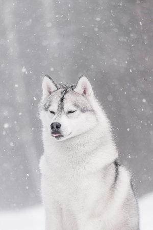 White and grey husky with thick fur coat showing relaxed expression, snowflakes covering head and fur, standing still in cold forest environmentの写真素材