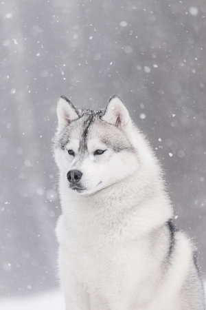 Close-up of husky with dense fur coat glancing aside, snowflakes on head, soft winter background with blurred treesの写真素材
