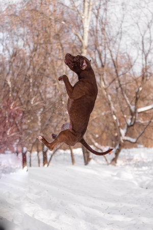 Dynamic shot of brown pit bull captured while leaping in snow. Muscular body stretched in motion, snowflakes flying around. Energetic winter action with clear light, motion blur, and natural background of trees.の写真素材