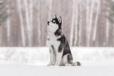 Black and white Siberian husky with bright eyes sits gracefully on snow, focused and calm. The dogâs upward gaze contrasts with blurred birch trees behind, enhancing depth and highlighting its symmetrical markings and fluffy winter coat under natural light.の写真素材