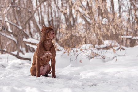 The brown pit bull sits quietly on snow, head slightly raised, with dry leaves and tree branches in the background. Gentle sunlight and white snow emphasize the dogâs symmetry, calm expression, and detailed musculature.の写真素材