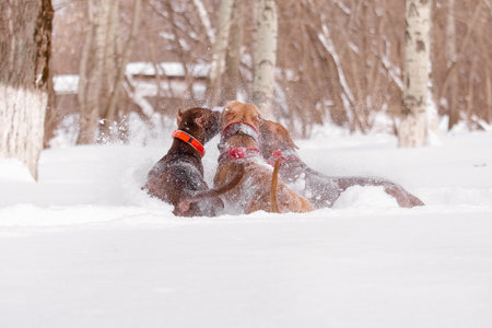 Three strong dogs pitbull run and wrestle joyfully in deep snowy forest, tails up and snow flying...