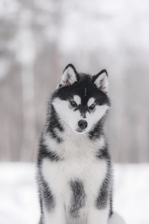 Elegant Siberian Husky with dense black and white fur sits in snowy landscape, slightly tilting head, surrounded by blurred winter forest and gentle daylightの写真素材