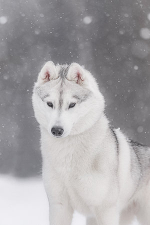 Close-up of purebred Siberian husky with thick fur, erect ears, and gray eyes against blurred snowy background. Captures elegance, strength, and natural grace of northern breed.の写真素材