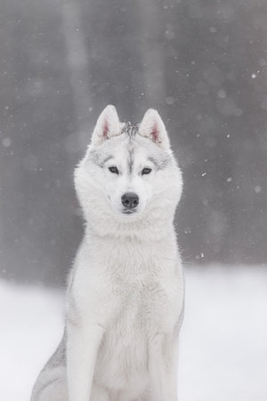 Front view of Siberian husky with erect ears, symmetrical markings, and thick coat. Captures purity, focus, and strength of sled dog breed in serene snowy background.の写真素材