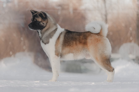 Young Akita shows strong structure and tricolor coat with curled tail, standing on snowy surface, captured in soft sunlight, balanced and noble stance.の写真素材