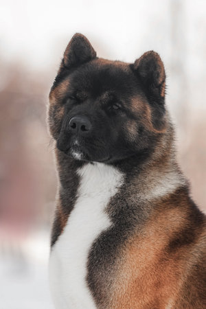 Purebred Akita dog captured outdoors with dense fur in warm brown, black, and white shades, soft snow background enhances texture and noble expression.の写真素材