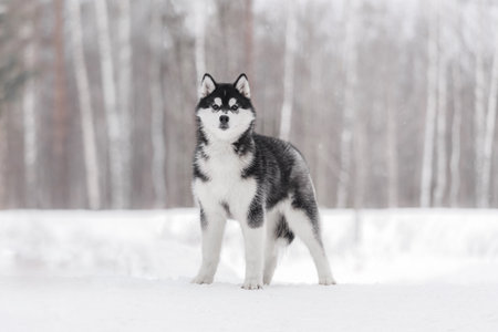 Calm and balanced black and white Husky looking straight ahead with upright ears and dense coat, framed by snow and soft light in quiet woodland settingの写真素材