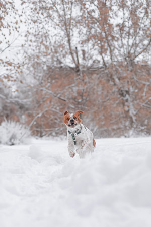 Energetic Brittany Spaniel dog running fast through snow-covered park, brown leaves and trees behind, ears flying, joyful expressionの写真素材