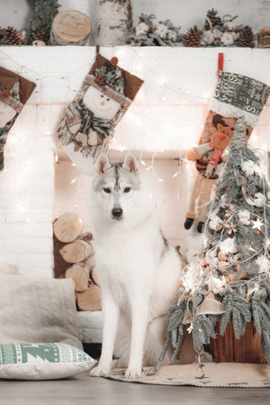 Calm husky dog sitting indoors beside Christmas tree and wrapped gifts. White fur illuminated by warm lights, rustic pine decor and soft pillow create cozy seasonal atmosphere. Ideの写真素材