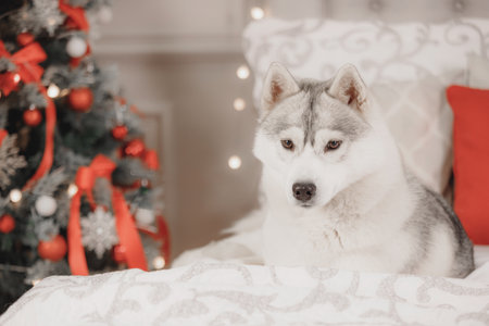 Relaxed husky dog lying near Christmas tree with red ribbons and shiny ornaments. Elegant soft...