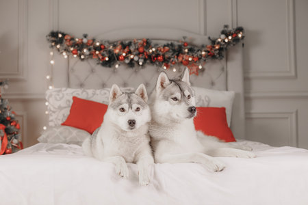 Siberian husky pair lying close on white bed, red pillows, and Christmas lights in cozy winter bedroom. Two huskies dog posing together under warm garland, gray and white fur, lying close on white bed, red pillows, and Christmas lights in cozy winter bedroom, pet holiday portrait concept.の写真素材