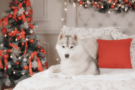 White-gray Siberian husky dog resting on elegant bed with red and white holiday decor. Warm lights and Christmas ornaments create cozy atmosphere for seasonal lifestyle and pet theの写真素材