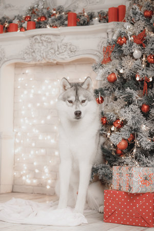 Siberian husky sitting beside frosted Christmas tree with red ornaments and wrapped gifts. Fluffy husky dog poses near snow-dusted Christmas tree decorated with shiny red baubles, bows, and garland. Elegant holiday setup with warm bokeh lights, perfect for greeting cards and pet promotions.の写真素材