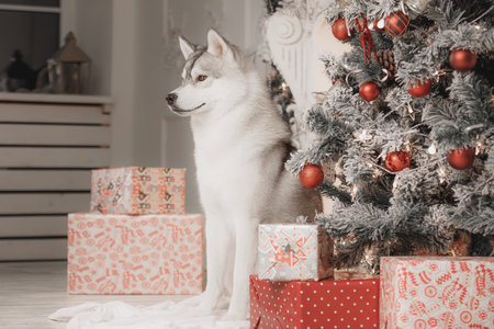 Siberian husky sitting beside Christmas tree with red ornaments and wrapped gifts indoors. Fluffy gray and white Siberian husky dog sits next to snow-covered Christmas tree decorated with red baubles, warm festive lights and gift boxes. Cozy holiday interior with wooden floor and fireplace background.の写真素材