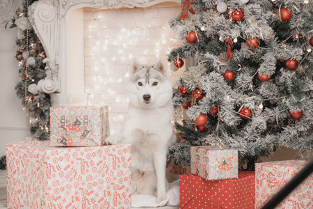 Siberian husky posing beside decorated Christmas tree and bright gift boxes indoors under warm festive lights. Fluffy grey and white Siberian husky dog sits near sparkling Christmas tree with red ornaments, festive garland and wrapped gifts. Cozy interior, soft lighting, New Year atmosphere perfect for seasonal greeting cards..の写真素材