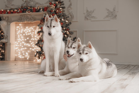 Three Siberian huskies posing indoors near Christmas decorations with soft lights and festive background. Three fluffy Siberian huskies dog sitting and lying on wooden floor near glowing fireplace and Christmas tree decorated with red ornaments and garland. Warm bokeh and cozy atmosphere emphasize winter holiday mood.の写真素材