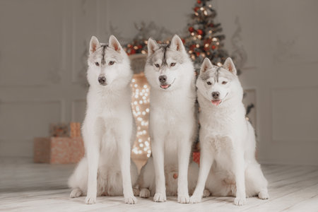 Three Siberian huskies sitting together indoors with Christmas tree and glowing lights behind. Group of three gray-white huskies dog sitting side by side, festive illuminated background, Christmas tree with red ornaments, perfect pet portrait for holidays.の写真素材