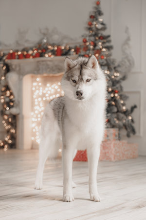 Standing Siberian husky in front of glowing Christmas lights and tree with red festive decorations. Full-body view of Siberian husky dog indoors beside illuminated fireplace and decorated Christmas tree. Elegant composition with soft bokeh and warm tones suitable for holiday cards and seasonal ads.の写真素材