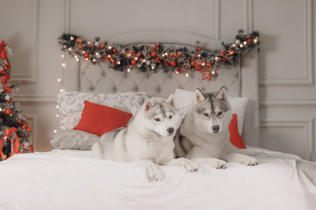 Two Siberian huskies lying on bed with Christmas garland and red pillows, peaceful holiday scene. Fluffy gray-white Siberian huskies dog resting on elegant white bed with glowing garland, decorated Christmas tree nearby, creating soft warm atmosphere of winter home comfort.の写真素材