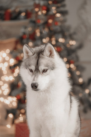 Portrait of Siberian husky with blurred Christmas tree and festive lights creating warm cozy background. Close-up of Siberian husky dog with soft bokeh and glowing Christmas decor behind. The photo highlights the dogâs thick fur, calm gaze, and warm tones â perfect for winter or holiday themes.の写真素材