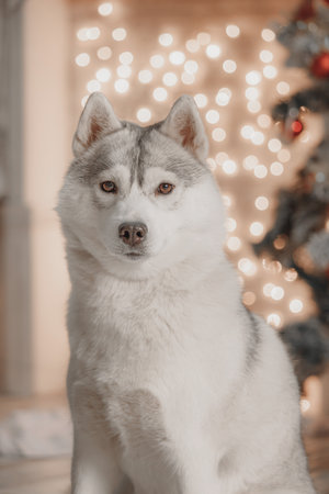 Close-up of Siberian husky with soft fur sitting before blurred festive lights background. White and gray husky dog with amber eyes sits against golden bokeh of Christmas lights, showing calm expression and fluffy coat. Cozy warm holiday atmosphere in decorated room.の写真素材