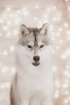 Smiling Siberian husky sitting against background of golden Christmas lights indoors with warm atmosphere. Cheerful husky dog with open mouth and bright eyes posing near glowing fairy lights. Elegant Christmas portrait ideal for New Year cards, pet advertisements, and winter lifestyle promotions.の写真素材