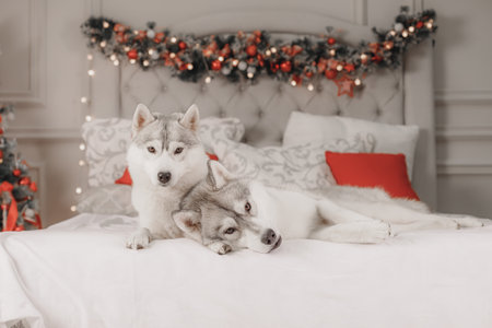 Two Siberian huskies relaxing on white bed, red pillows, and Christmas garland in background. Calm Siberian husky dog couple on bright bed with festive decor, gray-white fur, Christmas tree and warm lights, cozy pet portrait in winter holiday home.の写真素材
