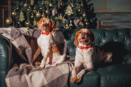 Two Brittany spaniels posing on sofa near Christmas tree with golden ornaments and festive lights.	Warm indoor photo of cheerful hunting dogs in red collars sitting and lying on grの写真素材